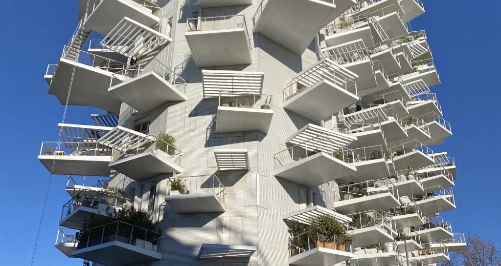 arbre blanc de montpellier